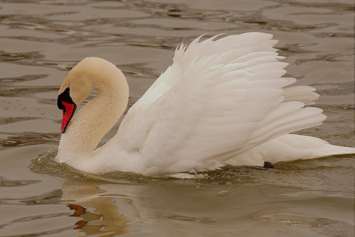 Mute Swan - Rick Beaudon
