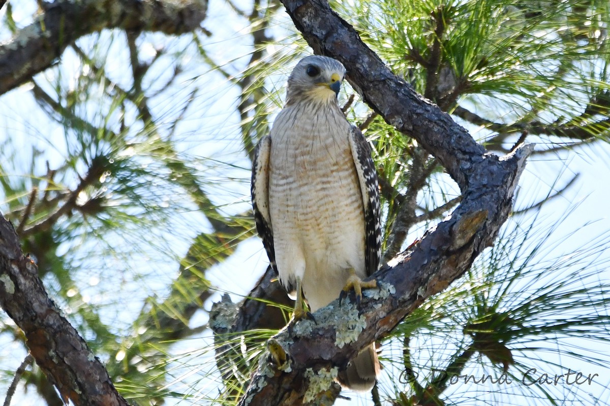 Red-shouldered Hawk - ML423824591