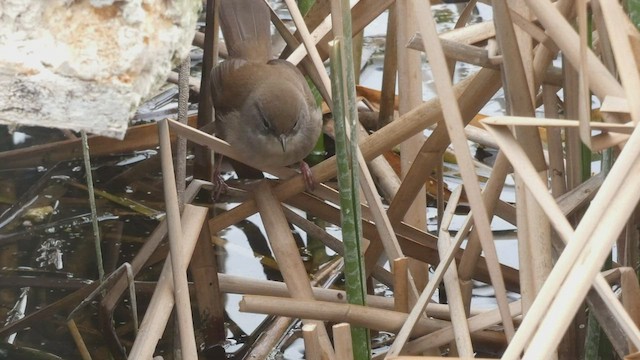 Cetti's Warbler - ML423824971