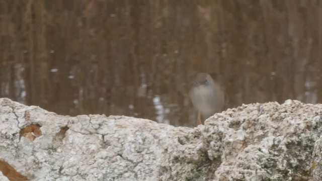 Cetti's Warbler - ML423825031