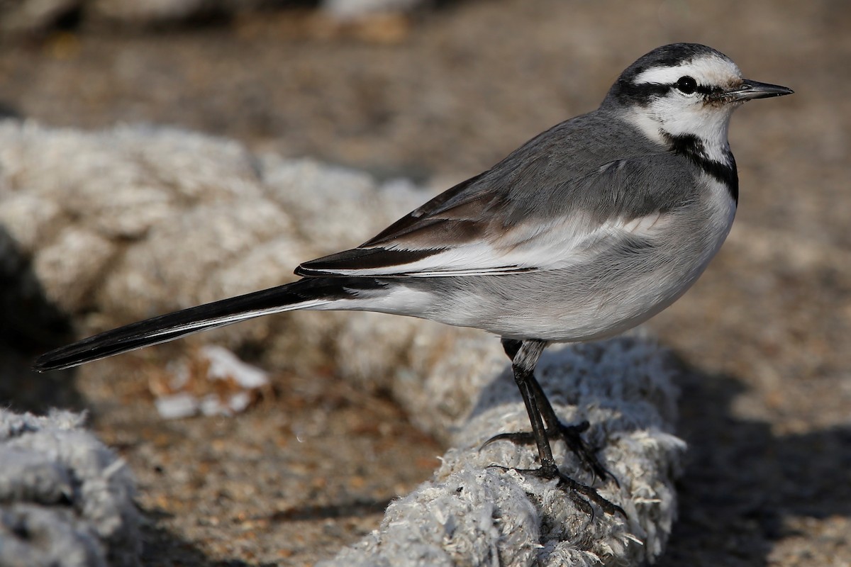 White Wagtail - ML423826151