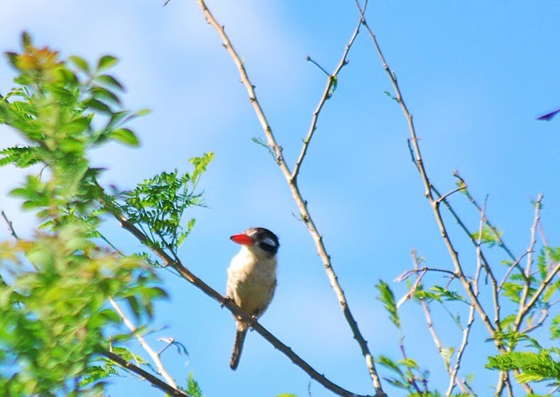 White-eared Puffbird - ML423826241