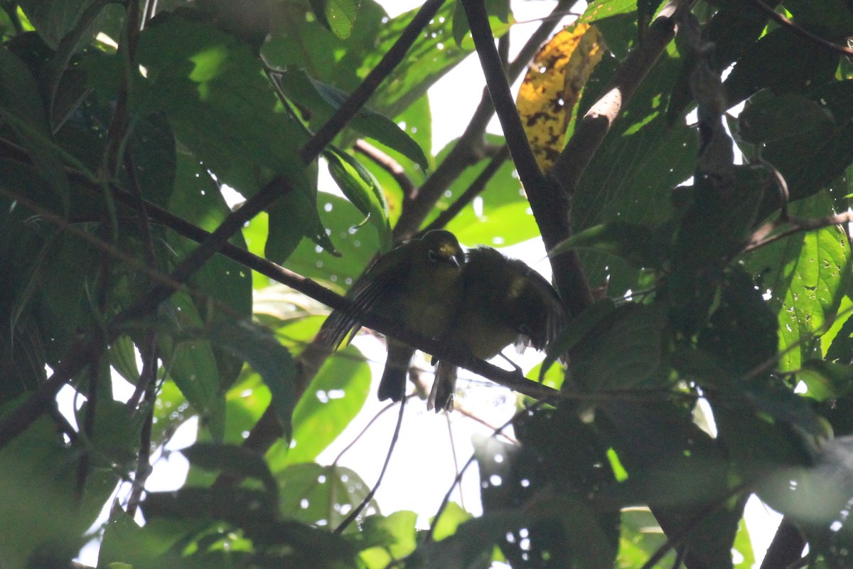 Buru White-eye - ML42382791