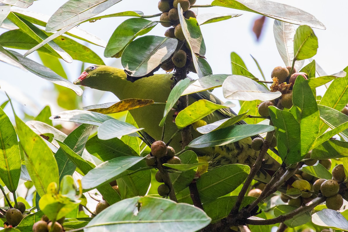 African Green-Pigeon - ML423828431