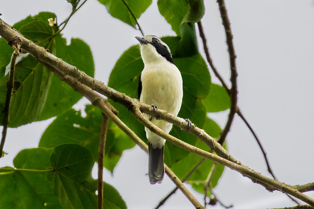 Gray-green Bushshrike - ML423828611