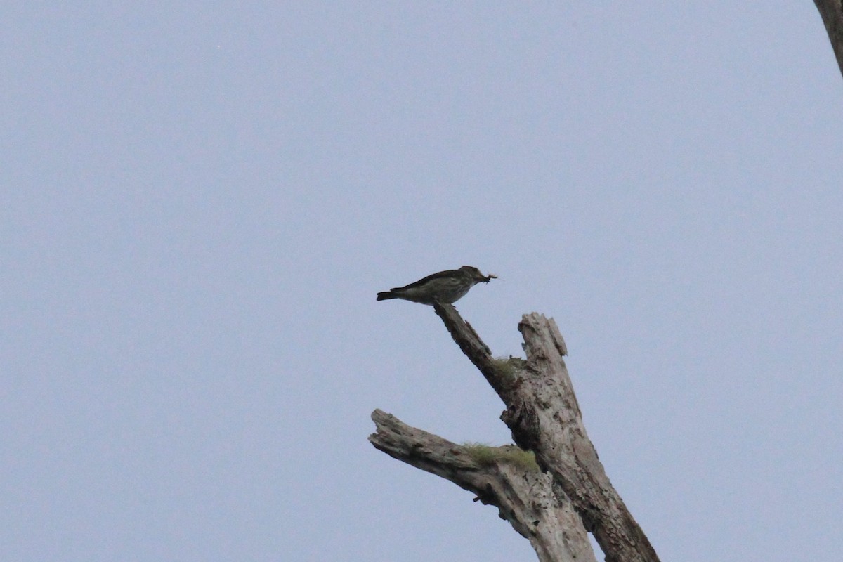 Gray-streaked Flycatcher - ML42382891