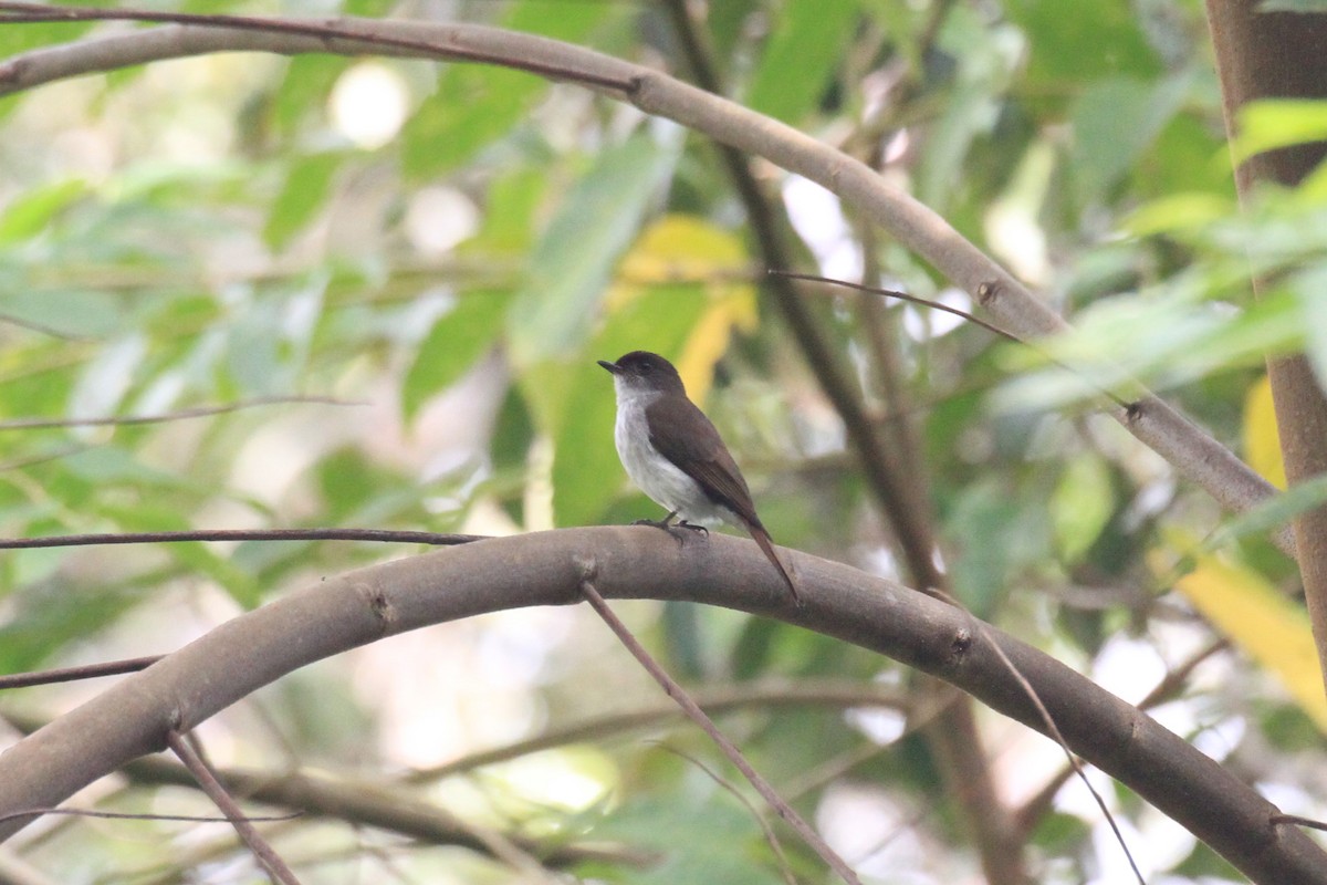 Buru Jungle Flycatcher - ML42382941