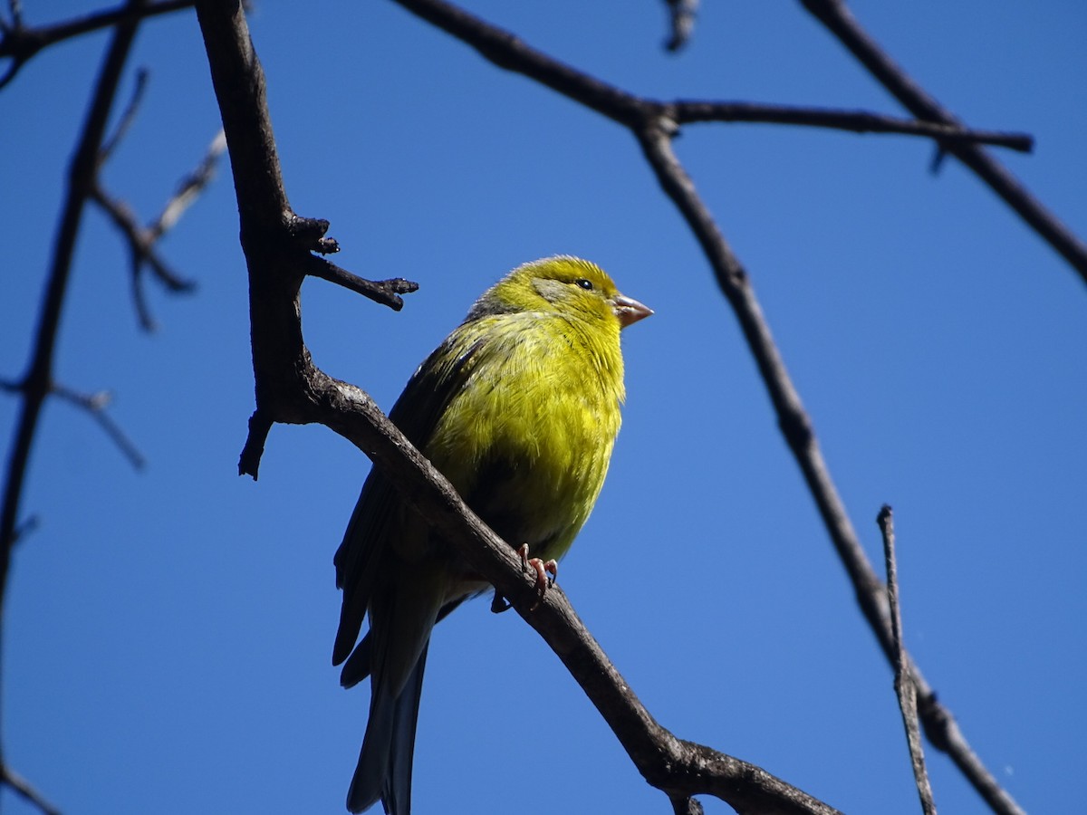 Island Canary - ML423830601