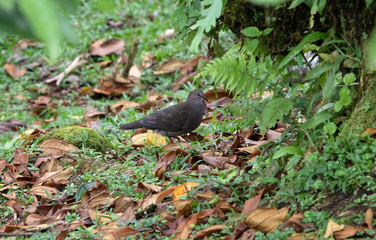 Gray-chested Dove - Annika Anderson