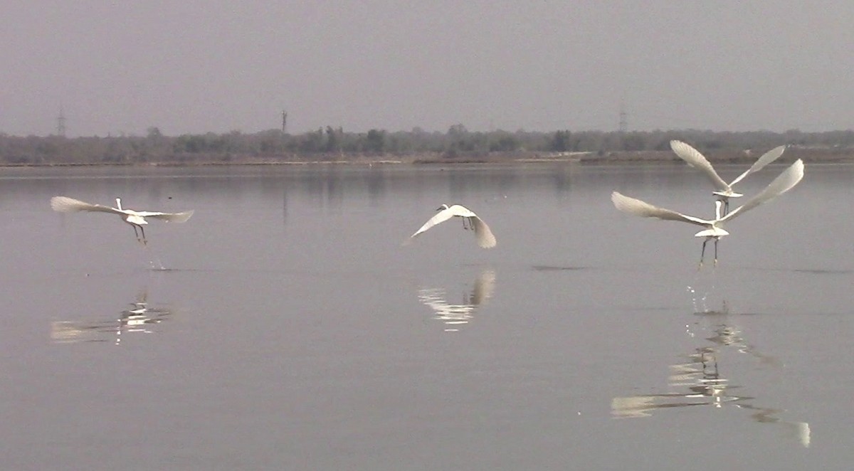 Great Egret - ML423833041