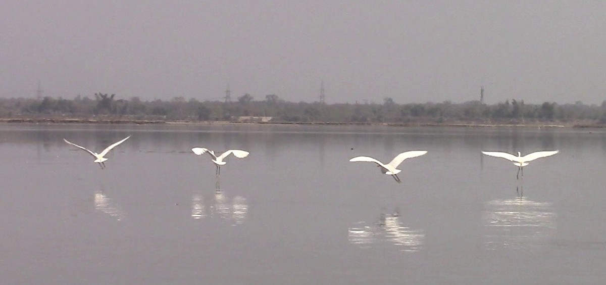 Great Egret - Swapan Bhattacharjee