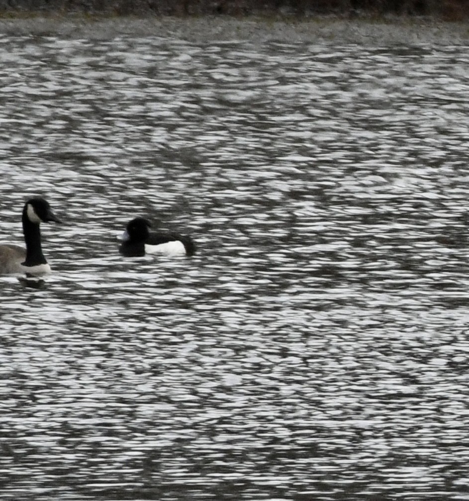 Tufted Duck - Lou Horwitz