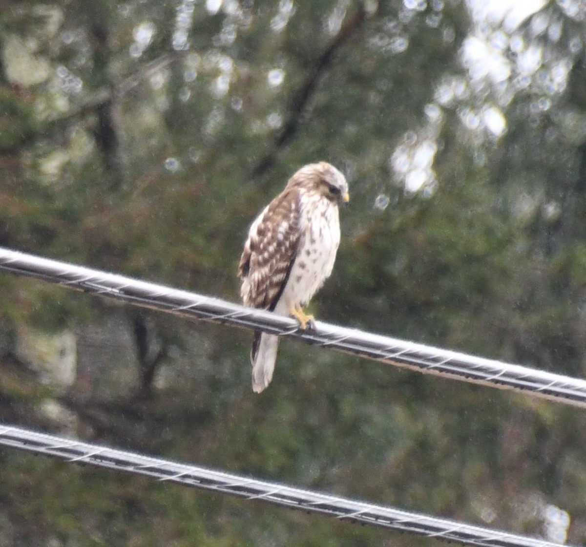 Red-shouldered Hawk (lineatus Group) - ML423834611