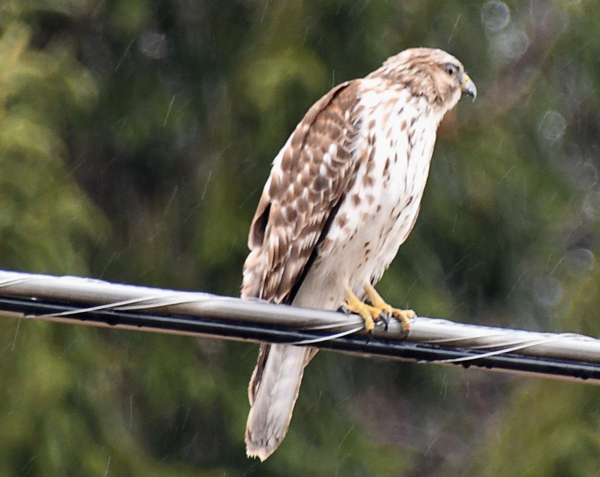 Red-shouldered Hawk (lineatus Group) - ML423834631