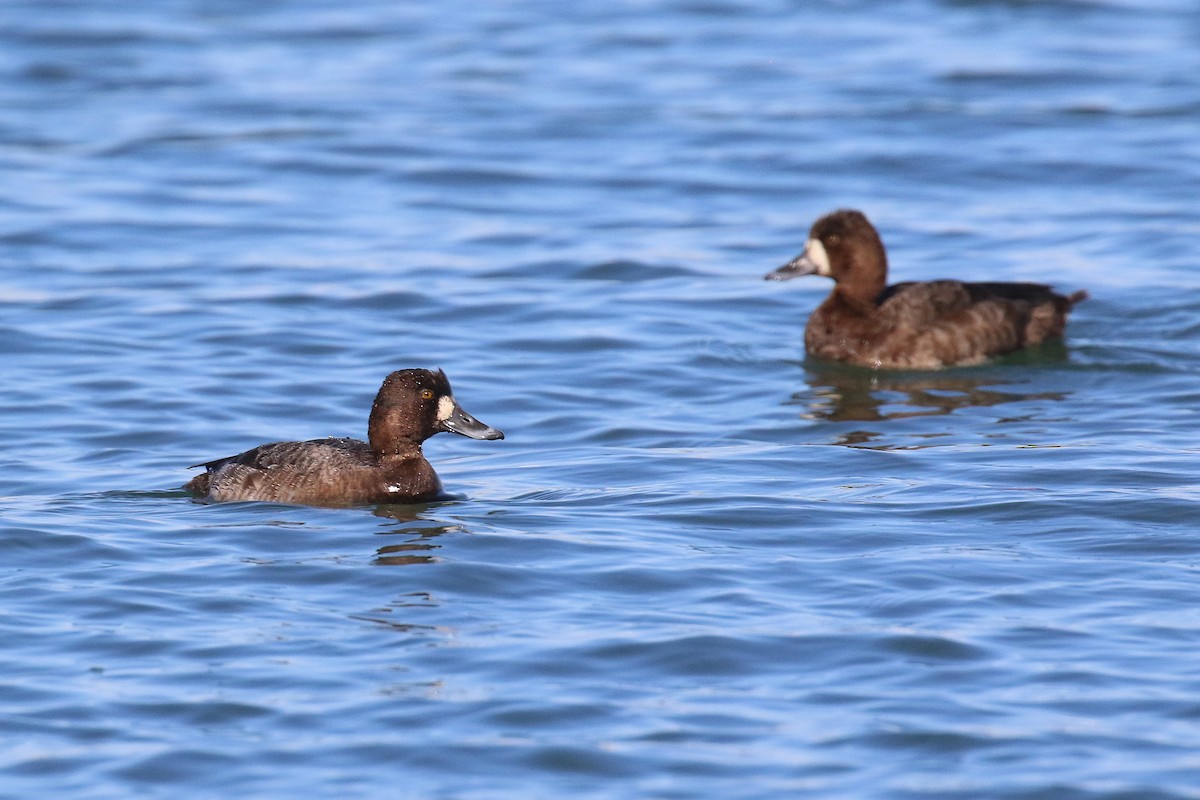 Lesser Scaup - ML423835491