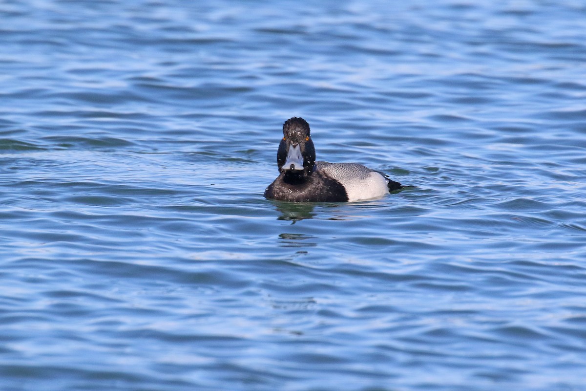 Lesser Scaup - ML423835501