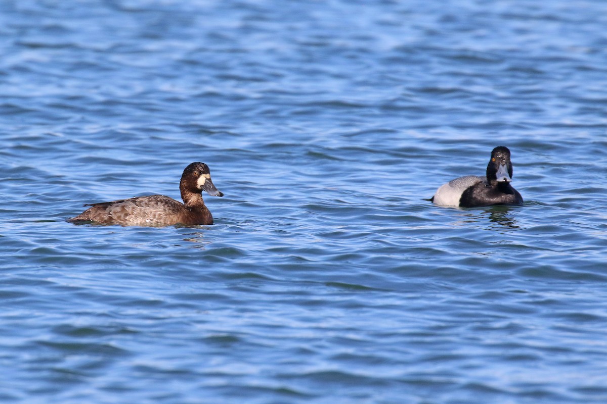 Lesser Scaup - Michael O'Brien