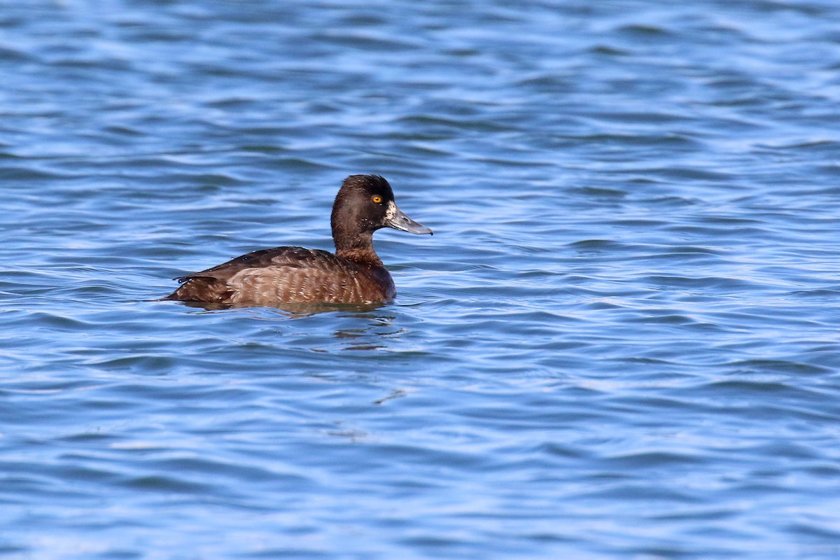 Lesser Scaup - Michael O'Brien