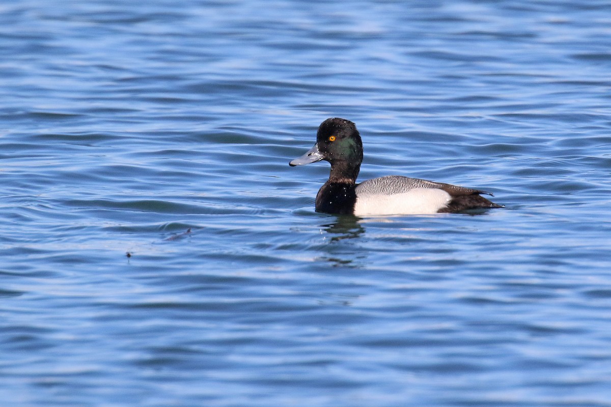 Lesser Scaup - ML423835641