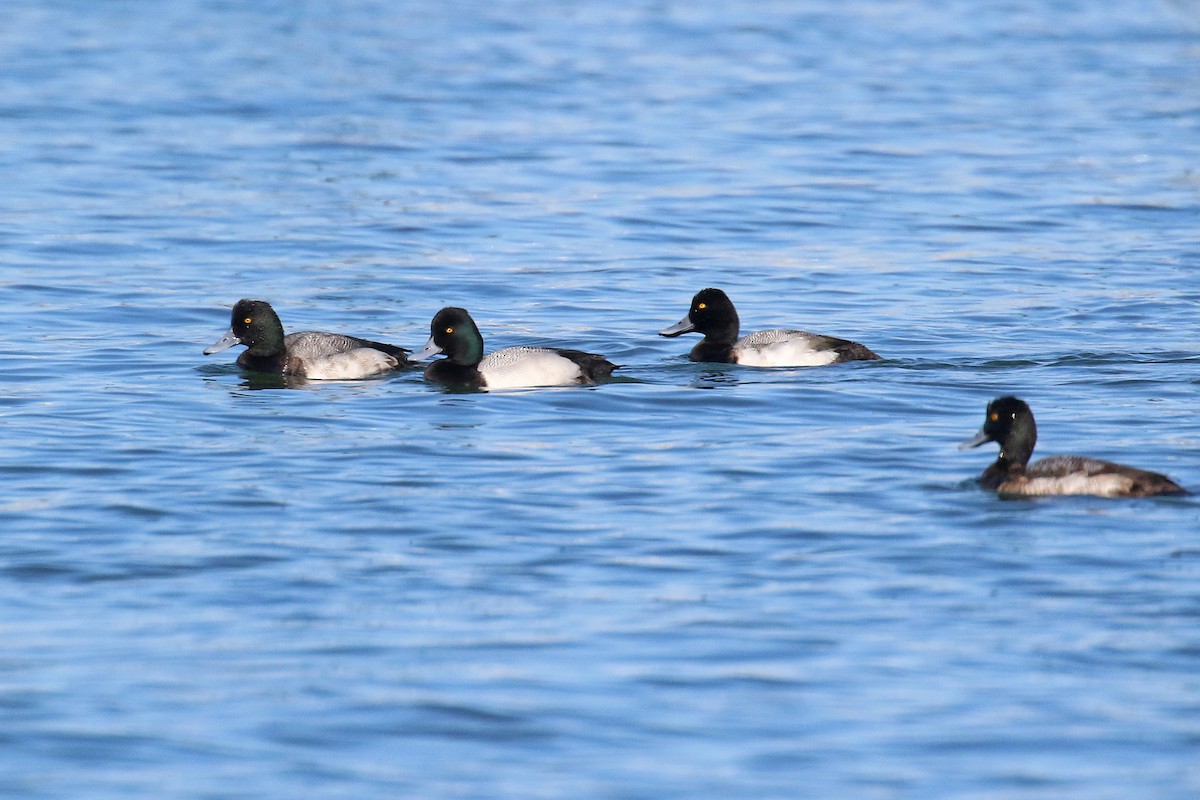 Lesser Scaup - ML423835681