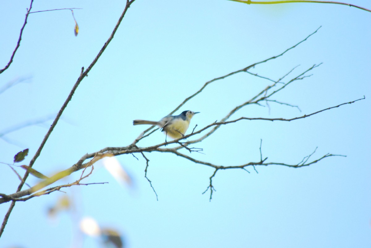 Creamy-bellied Gnatcatcher - ML423837241