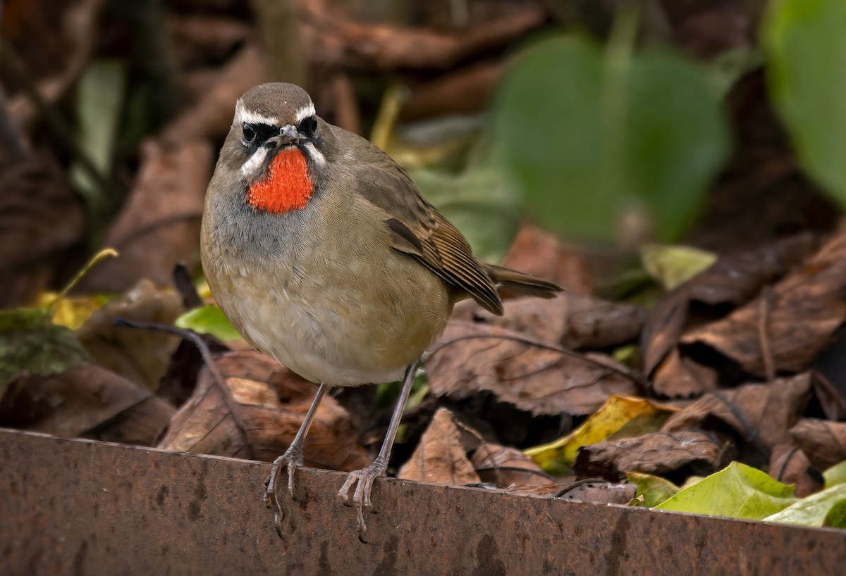 Siberian Rubythroat - ML423837301