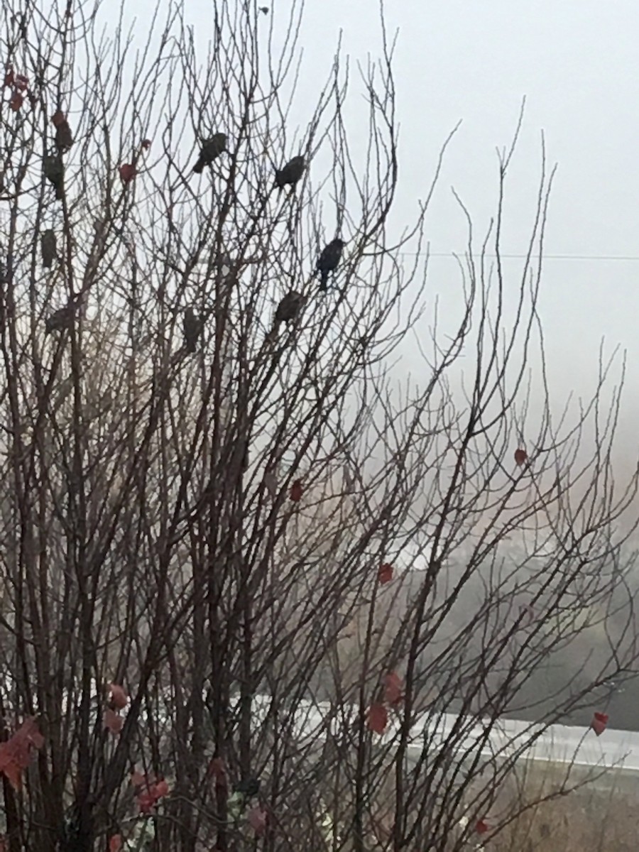 Tricolored Blackbird - ML42383761