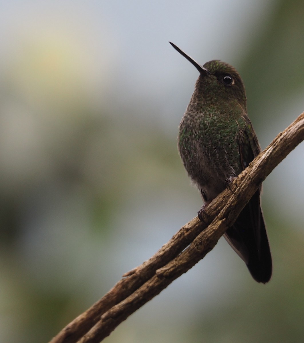 Greenish Puffleg - ML423838131