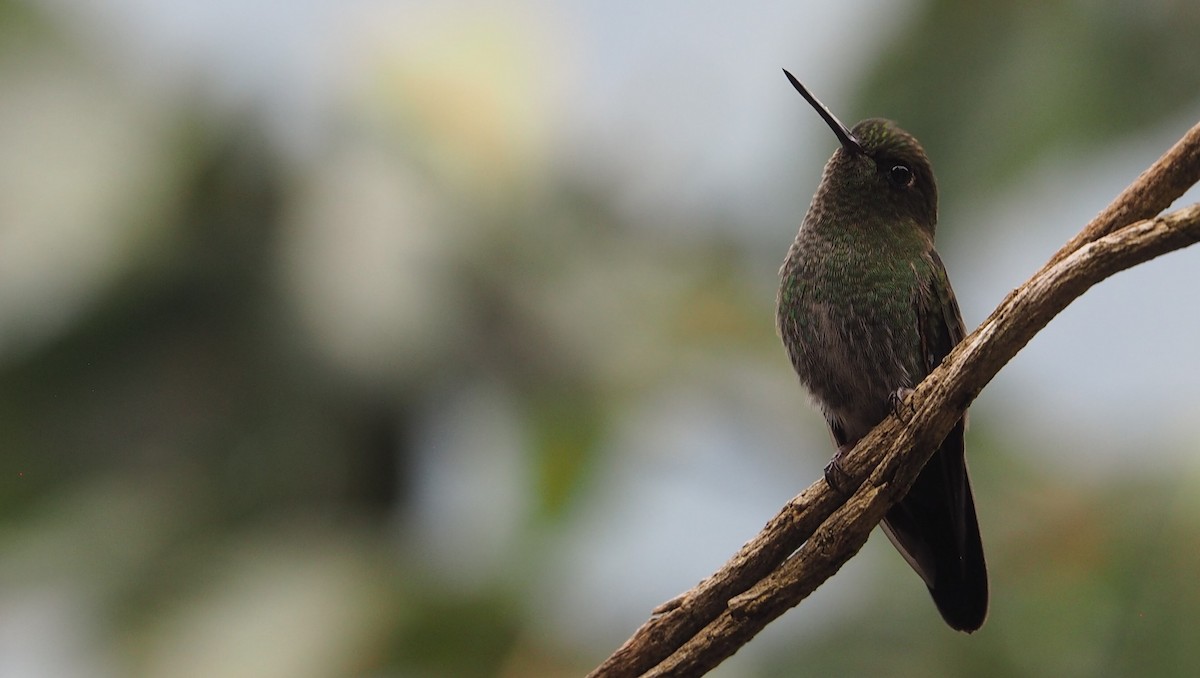 Greenish Puffleg - ML423838141