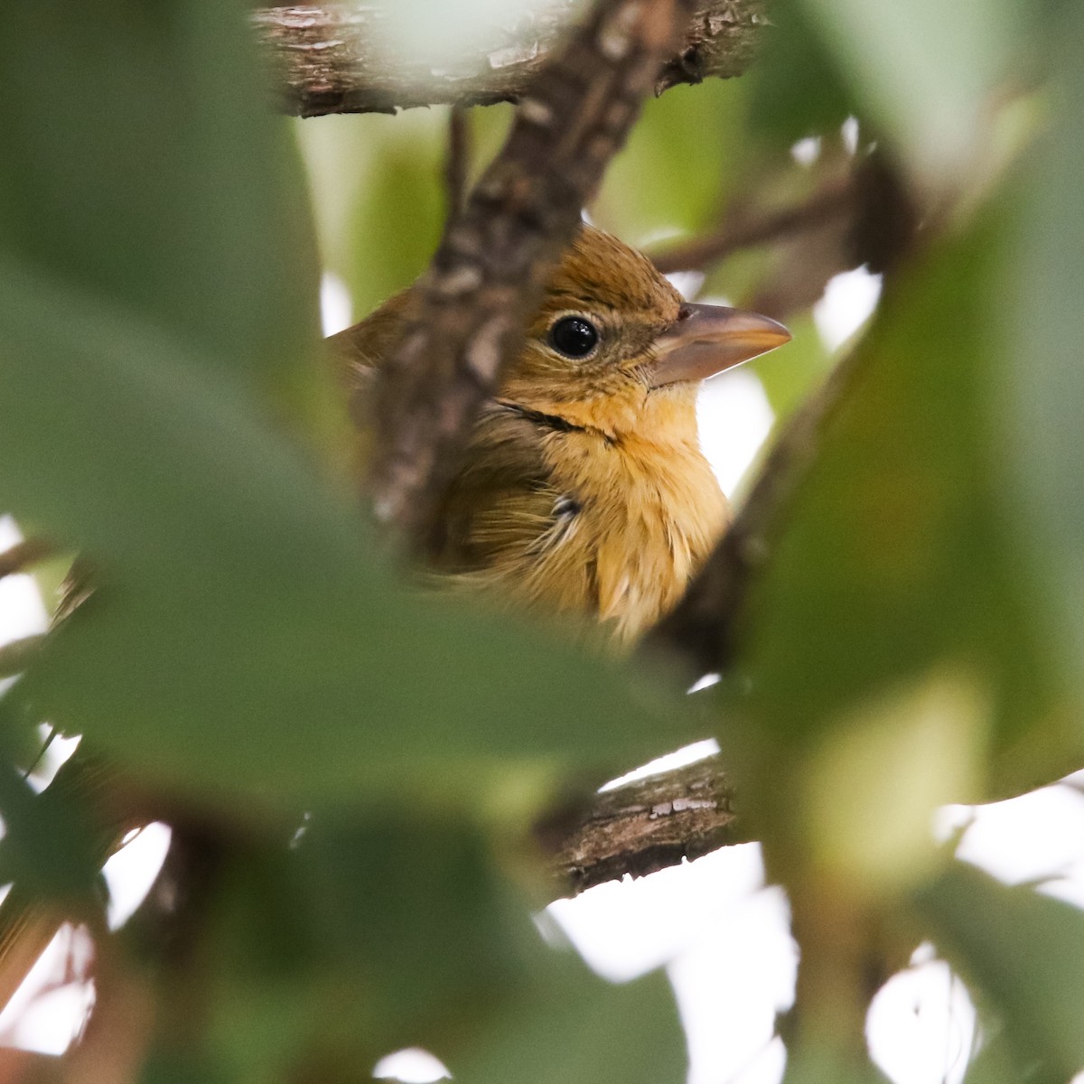 Summer Tanager - ML42384001