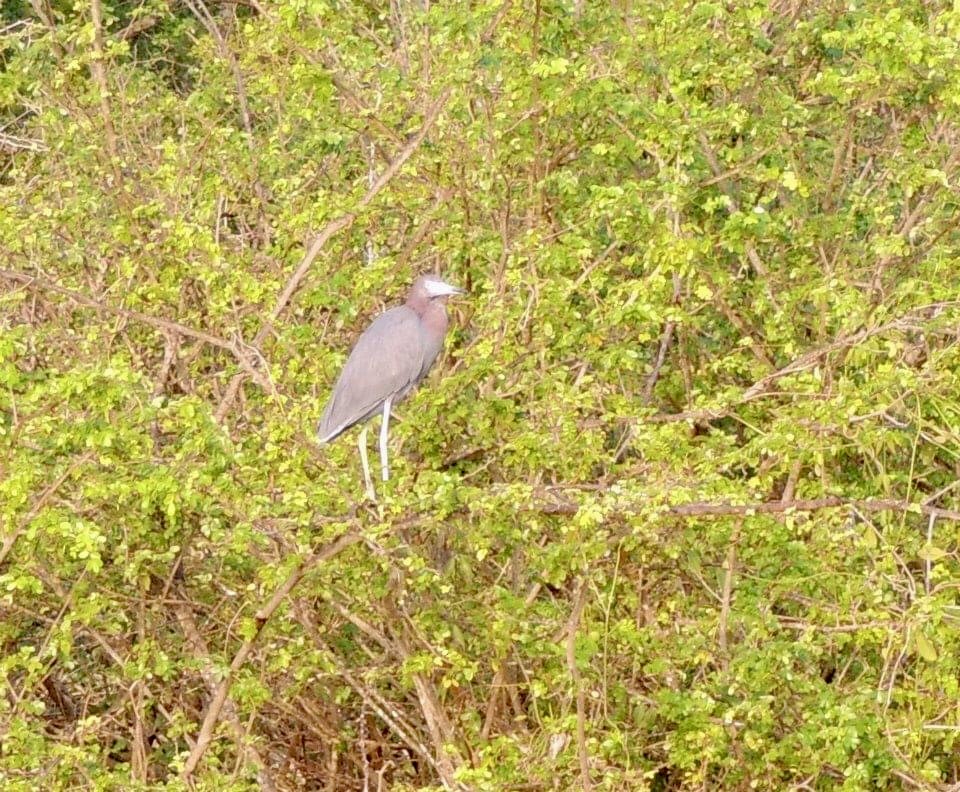 Little Blue Heron - ML423840551