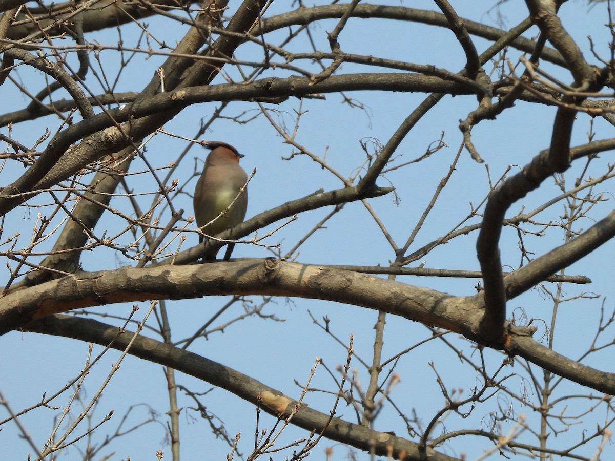 Японский свиристель - ML423840601