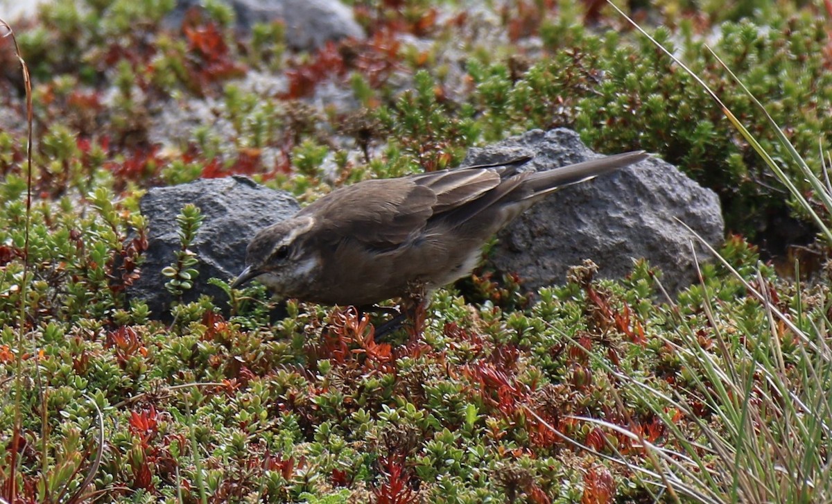 Gray-flanked Cinclodes - Jarmo Jalava