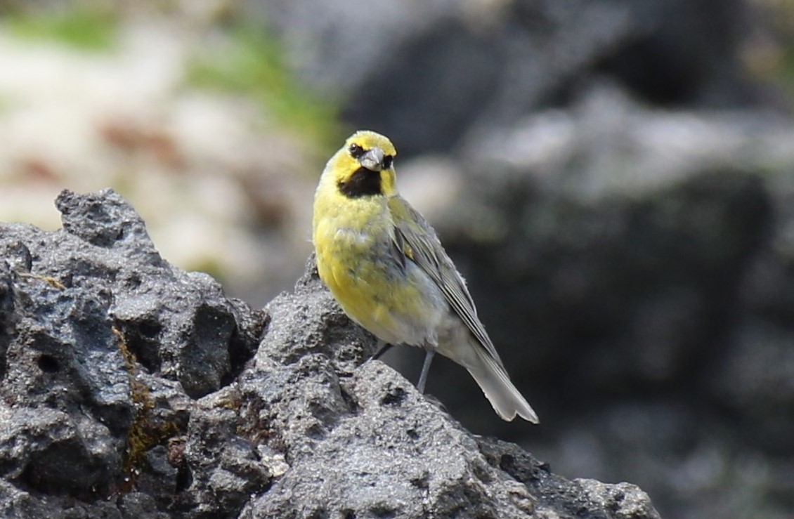 Yellow-bridled Finch - Jarmo Jalava