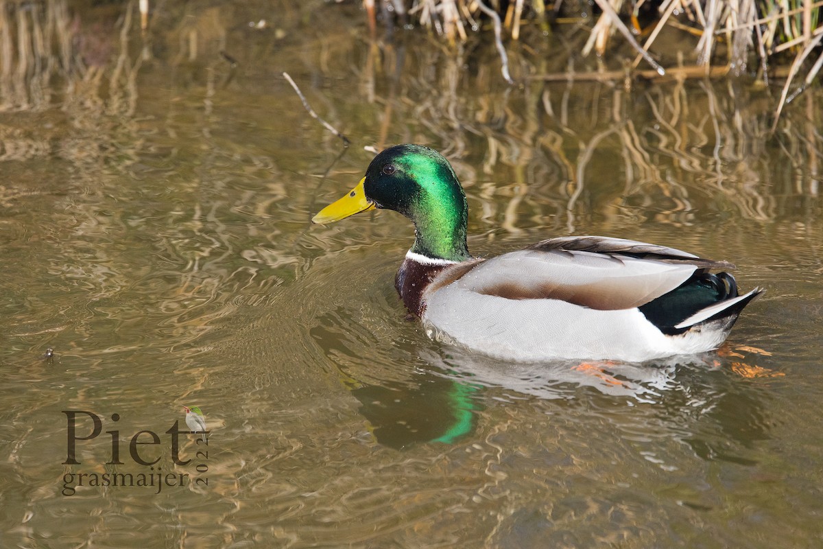 Canard colvert - ML423841201