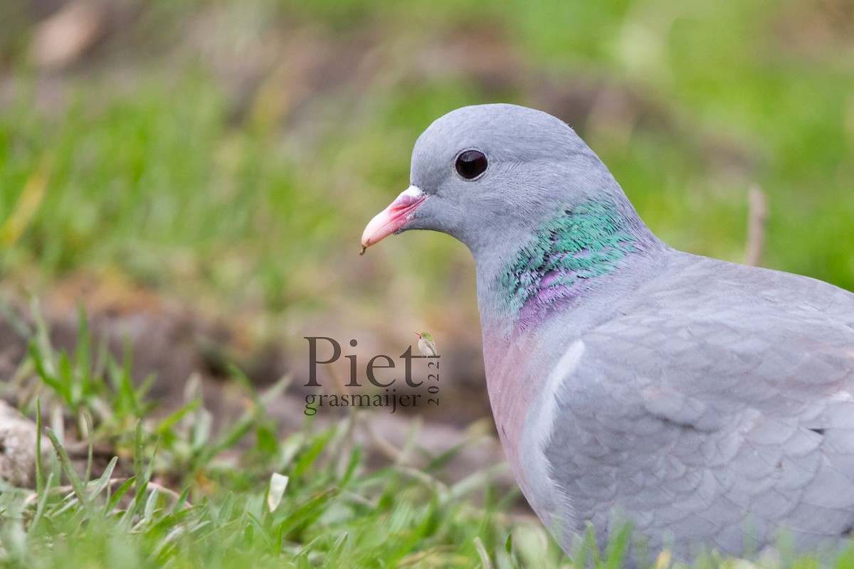 Stock Dove - ML423841391