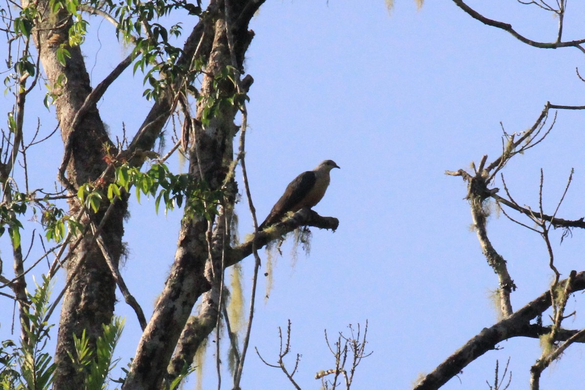 Buru Mountain-Pigeon - ML42384181