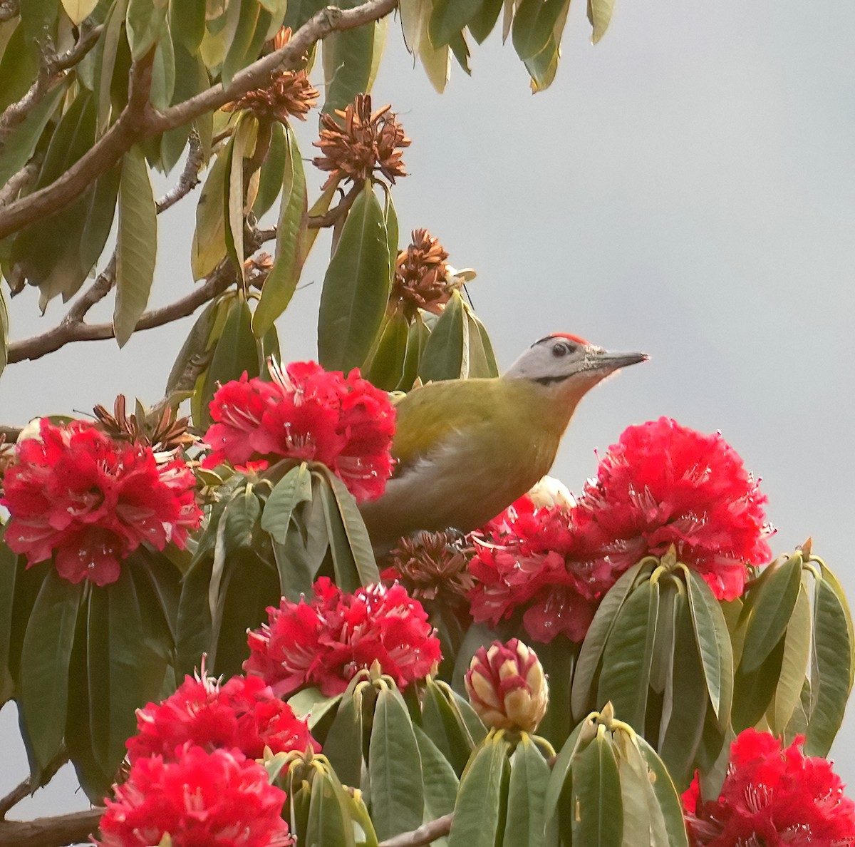 Gray-headed Woodpecker - Sudip Simha