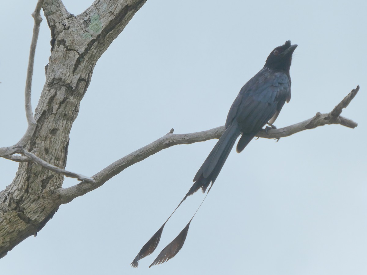 Greater Racket-tailed Drongo - ML423842811