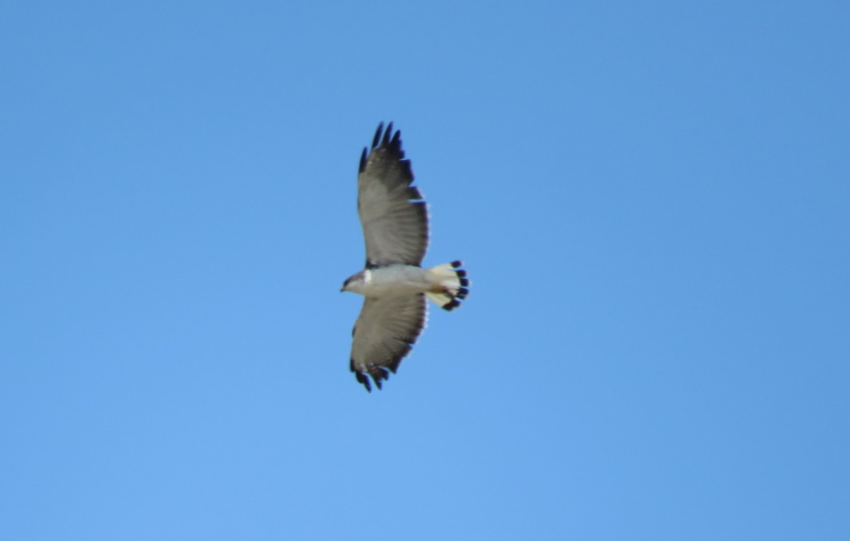 Variable Hawk - Fernando Angulo - CORBIDI