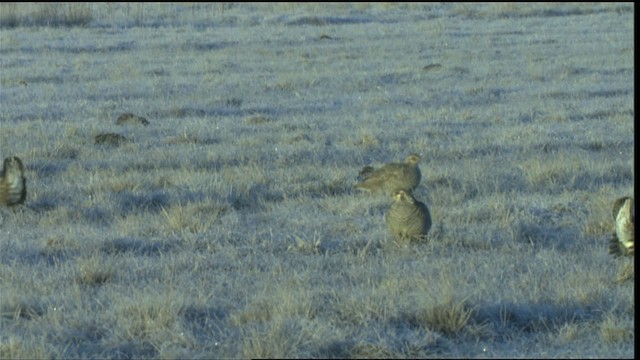 Greater Prairie-Chicken (Attwater's) - ML423844