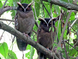  - Crested Owl