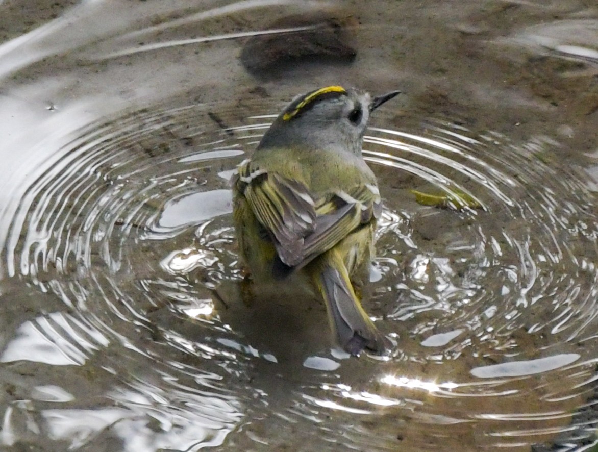 Goldcrest - ML423844871