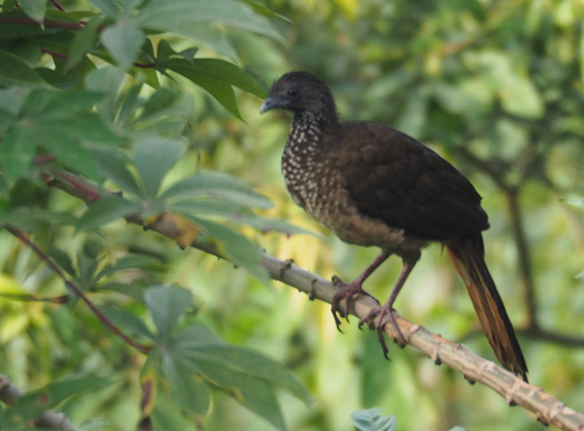 Speckled Chachalaca - Nigel  Milius