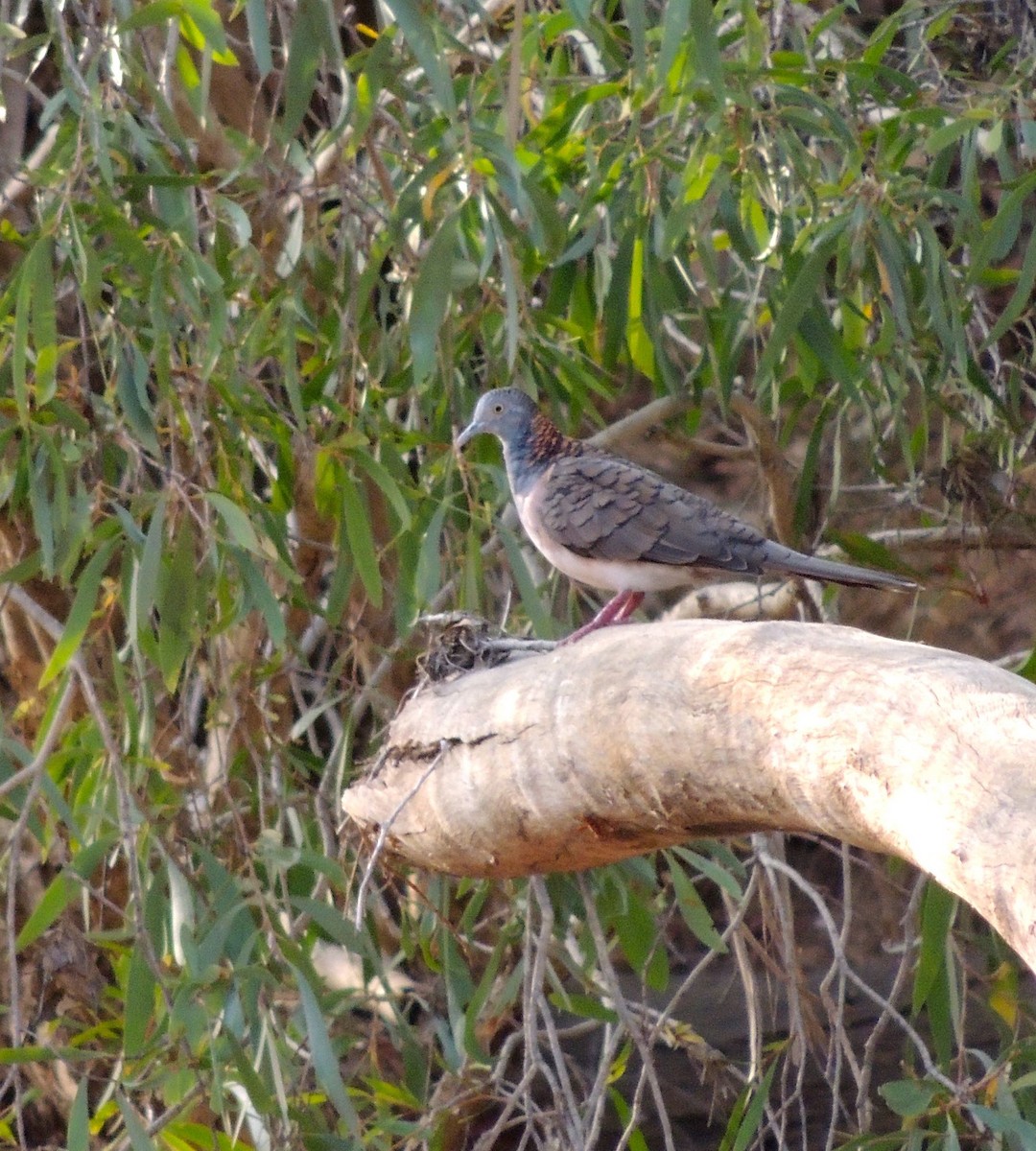 Bar-shouldered Dove - Gary & Kathy Harris