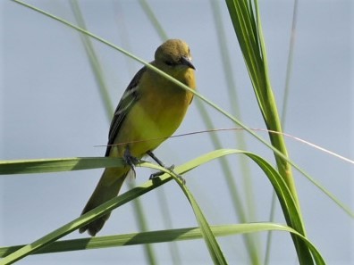 Orchard Oriole - ML423846391