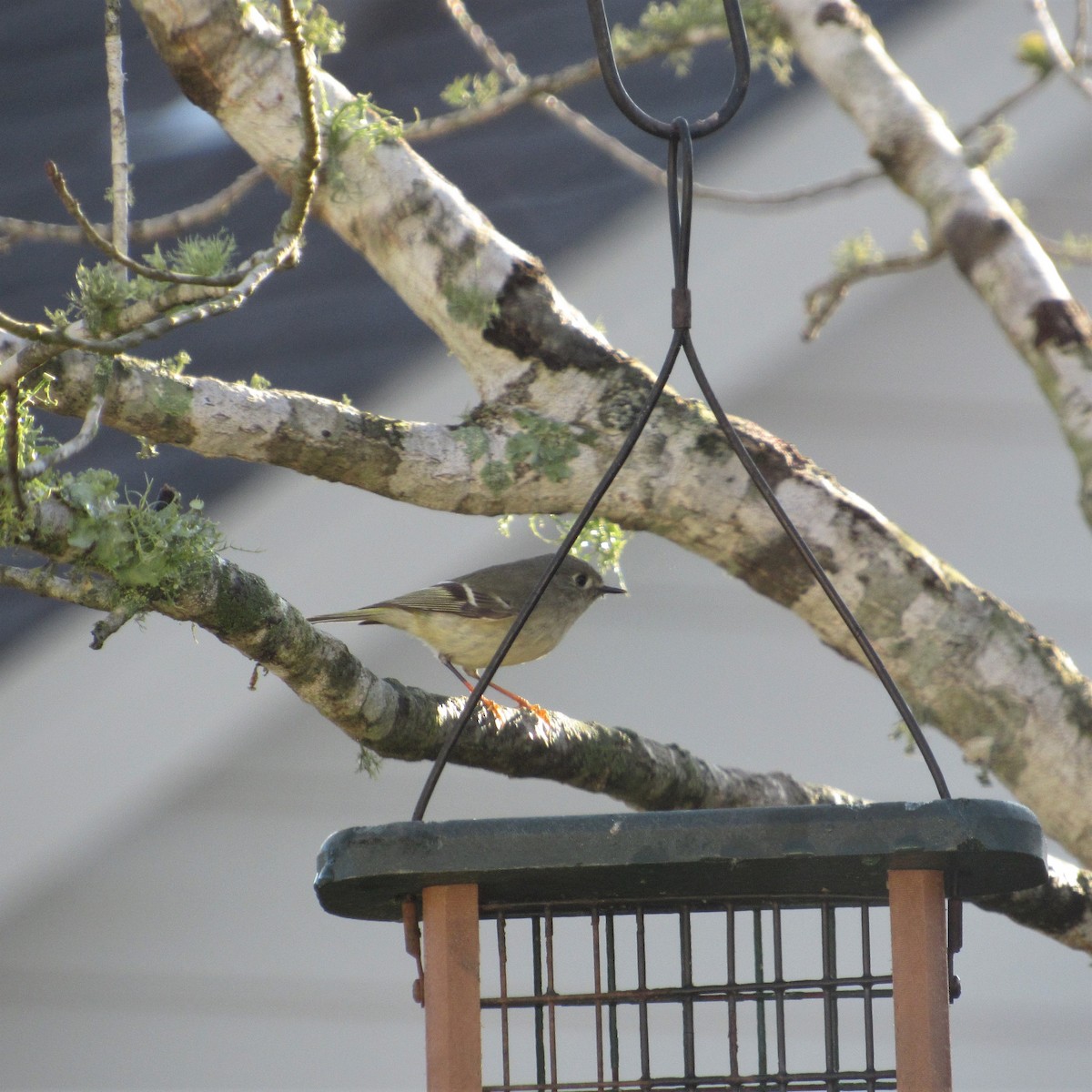 Ruby-crowned Kinglet - ML423847561