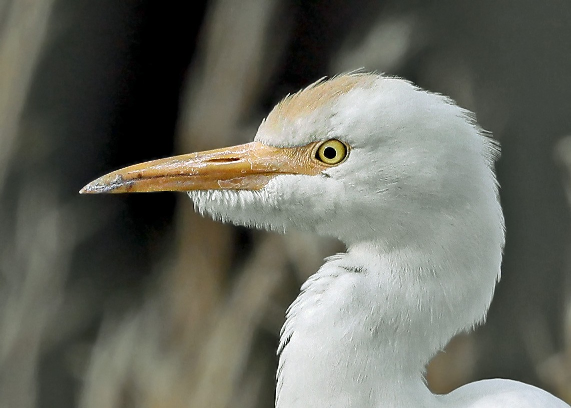 Western Cattle Egret - Sparrow Claw