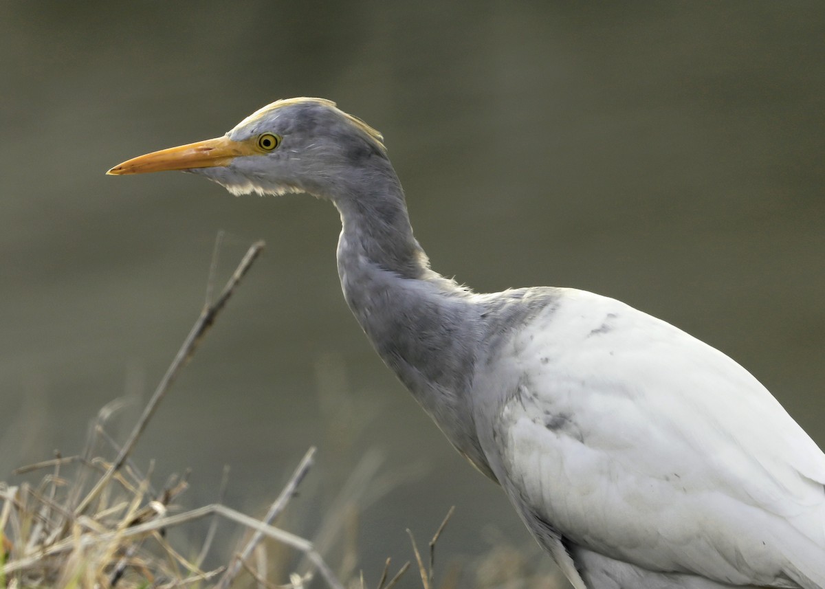 Чапля єгипетська (підвид ibis) - ML423849351