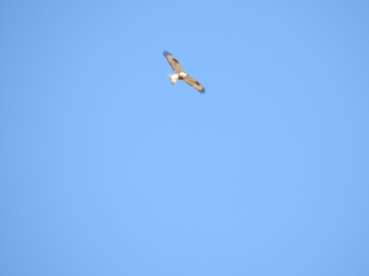 Rough-legged Hawk - ML423850021